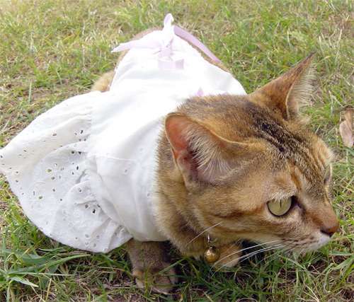 http://lanpanya.com/linhui08/files/2008/07/catinwhite.jpg