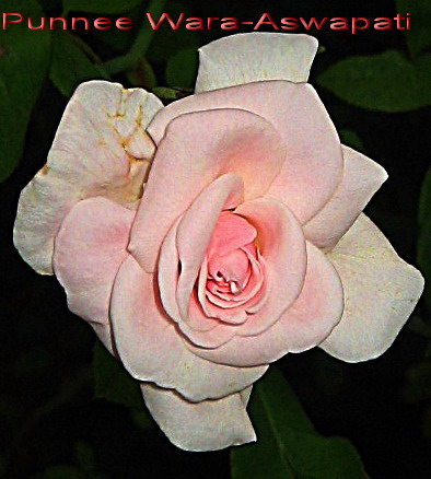 http://lanpanya.com/linhui08/files/2008/10/rose41.jpg