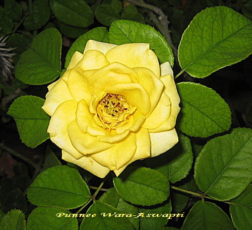 http://lanpanya.com/linhui08/files/2008/10/yellowroseleave.jpg